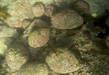 paua_new_zealand.jpg