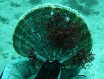 scallops_2_2.JPG