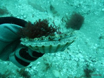 scallops_nz.JPG