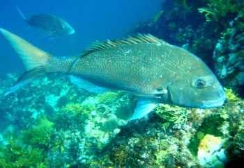 snapper.jpg