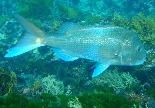 spearfishing_large_snapper.jpg