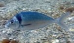 spearfishing_Tarakihi_1.jpg