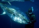 Spearfishing_bluefin_tuna_brandon_whiddett.jpg