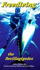 Freediving the Revillagigedos