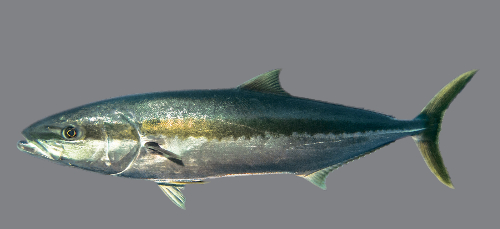 kingfish