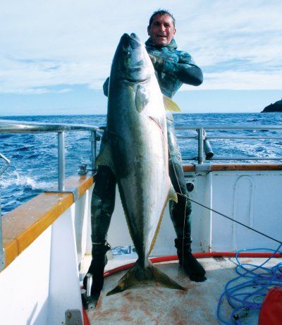 spear fishing giant knig fish