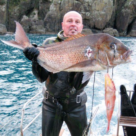 Spearfishing large snapper