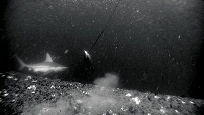 spearfishing_on_a_shipwreck.jpg